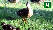 facts about ducks🦆