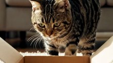 🐱😂 The Invisible Box Tricked This Cat! | AI Comedy