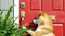 🐶😂 Who Rang the Doorbell?! The Dog Knows! | AI Comedy