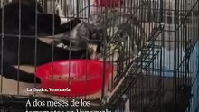 Más de 700 mascotas rescatadas tras los sismos esperan adopción en Venezuela