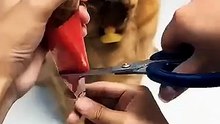 Funny videos. #funny #dog #pets #cute #fyp