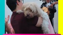 ¡LE LLEVAN MARIACHI A UNA PERRITA POR SUS 15 AÑOS! Su familia la festejó a lo grande