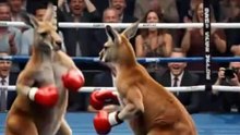Premiere: 2 Kängurus im australischen Boxring
