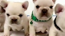 The Puppies In Pet Store Are Adorable