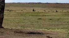 Incredible Wild Cheetah Runs and Climbs Solitary Tree in African Savannah