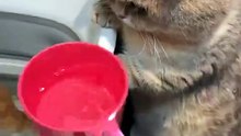 Miaow 🐈