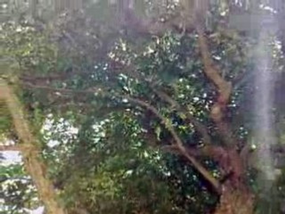 Le rêve de l'aborigène Airvault 2008