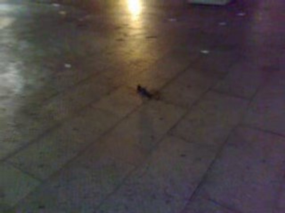 kick a pigeon Vidéo Dailymotion