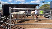 Watch the top-price bull sell at the ANC Charolais sale, Guluguba