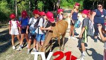 Ferienevent 2026  Strasshofer Kinder im Wildpark Ernstbrunn