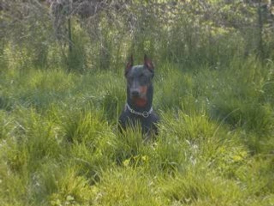 Doberman