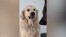 When Animals Do Whatever They Want 😂