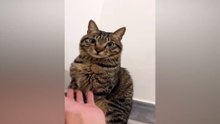 🤣 Cutest and Funniest Cats & Dogs   Viral Clips