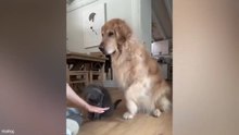 When Animals Act Overdramatic and Silly 😹 Funniest Animal Videos