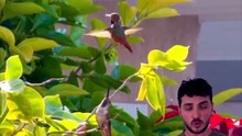 Un colibri est pas censé faire ça en volant... #colibri #oiseaux #reproduction #animaux #nature