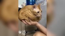 Try Not To Laugh 🤣 1 Hour of Best Funny Cats and Dogs Videos