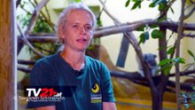 Kurze Wege statt weiter Reise: Steirischer Eukalyptus für Schönbrunns Koalas