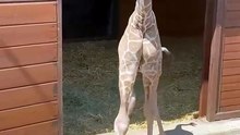 Baby Animals That Grew Into GIANTS!🐶