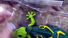 Wall Climbing Lizard RC Car – Remote Control Toy That Drives on Walls & Floors!