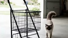 Ragdoll Cat Discovers the Grocery Cart