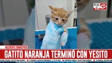 Gatito enyesado causa ternura y conmoción en las redes sociales