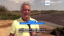 Walka o wodę: wyschnięte stawy, masowy pomór ryb w jednym z największych węgierskich stawów rybnych