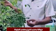 جوافة بحجم الكريز وطعم الفراولة.. سر ثمرة تُباع بـ 2000 جنيه للكيلو في الشرقية
