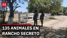 Aseguran 135 animales exóticos en rancho clandestino vigilado por un solo hombre