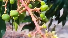 How to Grow Jumbo Mangoes: Step-by-Step Farming Trick