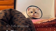 Ranking bests (FunnyCats)
