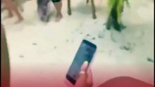 Tortugas recién nacidas sortean mesas y camastros para llegar al mar en Cozumel