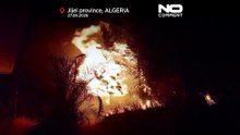 Algeria’s north-east scorched by deadly wildfires, national mourning declared