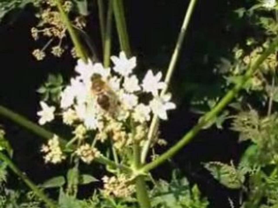 Ombellifères et insectes