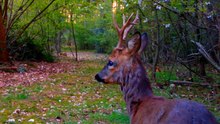 Meet Poseidon, Most Handsome Roe Deer Buck / Nature and Wildlife Videos / Trail Camera Footage 2021