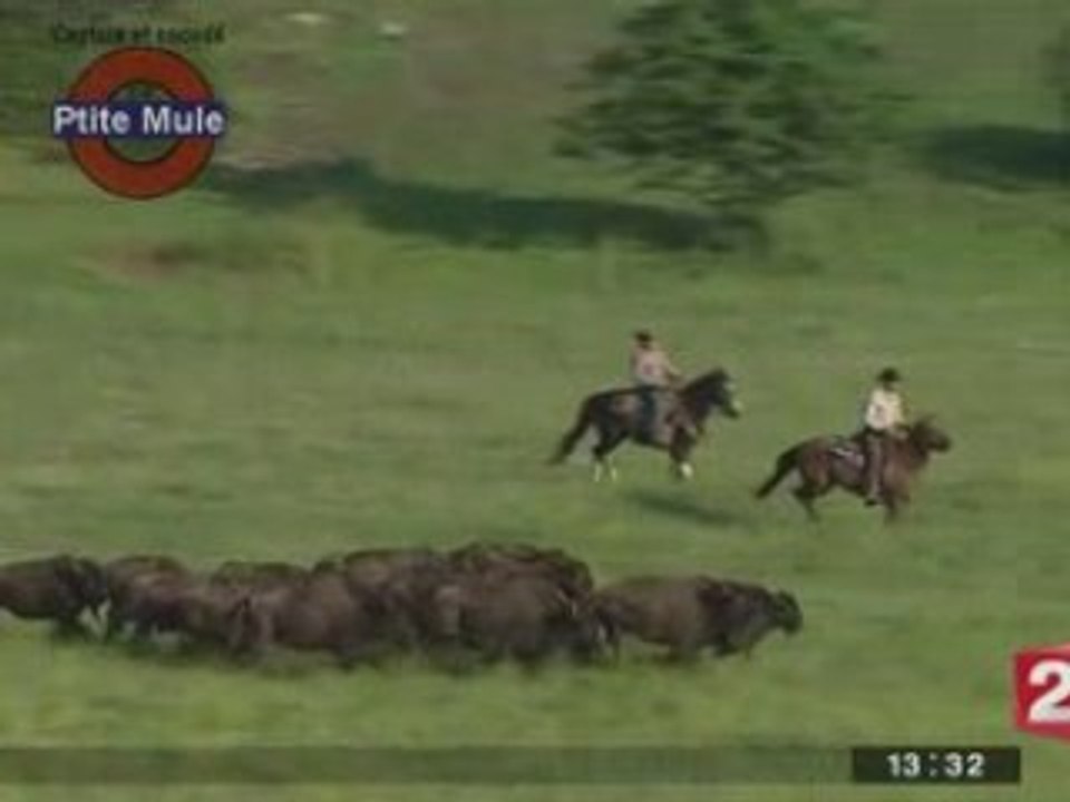 La ferme aux bisons