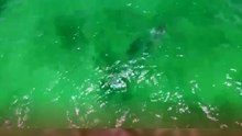 Captan a pareja de delfines junto a su cría frente a Playa del Carmen