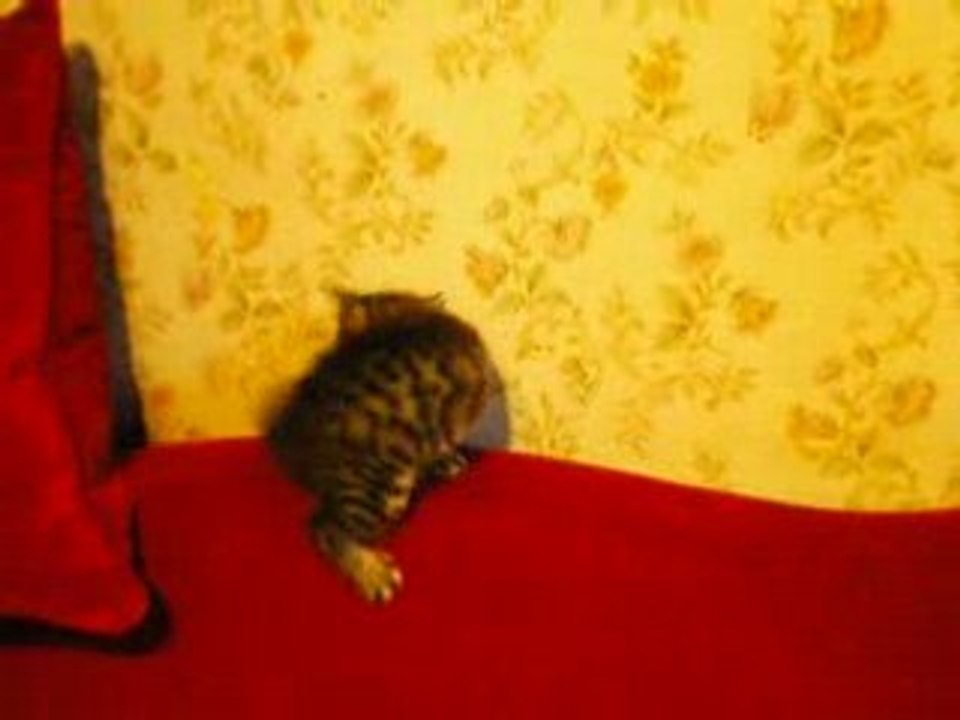 Chaton O708