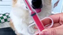 Easy Pet Pill Feeder – Water, Medicine & Calcium Dispenser for Dogs & Cats