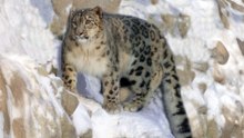 Meet the animals thriving on the world's highest peaks