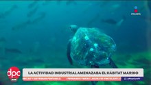 Loreto mantiene santuario marino protegido | De Pisa y Corre con Paola Rojas
