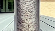 watch till end 😀 #cat #funny #shorts