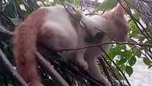 Cat on tree