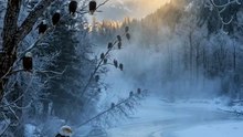 Why Do 100 Bald Eagles Gather in One Place? 🦅❄️