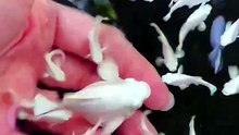 Cuộc sống vất vả bon chen