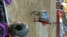 Corrida de toros en Casas Ibáñez