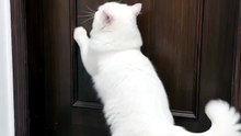 The Sweetest Little Kitty
