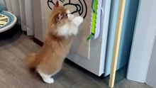 Wall-Mounted Flying Rope Cat Toy — Interactive Play, Happy Cats