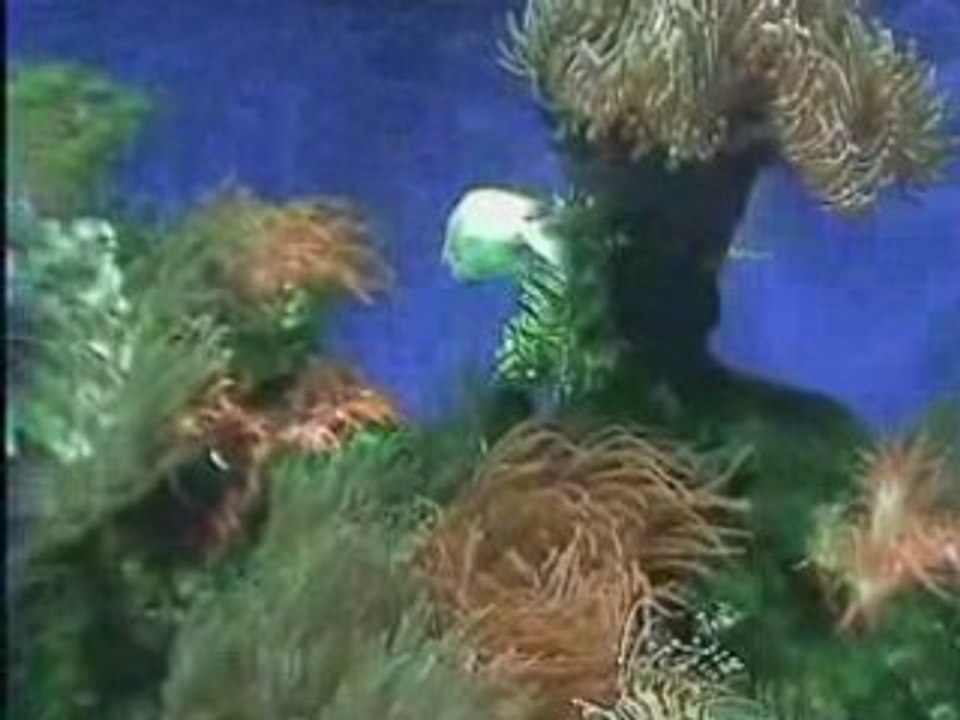 Aquariums du musée océanographique de Monaco 2° partie