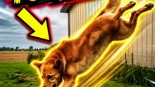 He Tried to Fly… Gravity Said NO 😂🐶 | Funny Dog Fail