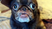 Pug kingdom bulletin